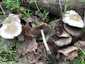 Korai porhanyósgomba (Psathyrella spadiceogrisea), Vértes